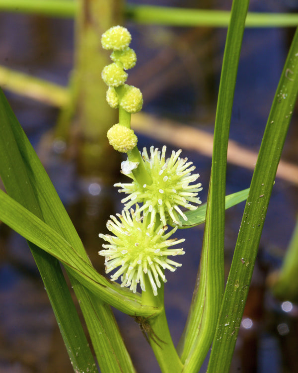 American Bur Reed